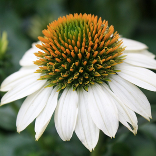 Echinacea 'PowWow White'