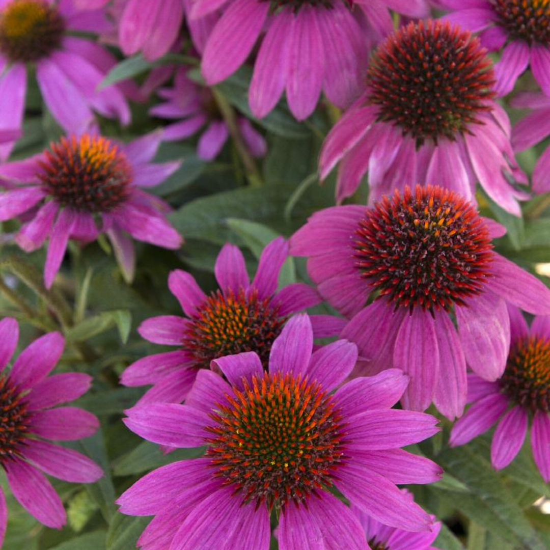 Echinacea purpurea 'Pow Wow Wildberry'