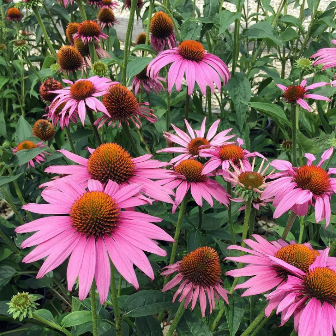 Echinacea purpurea 'Prairie Splendor Compact Rose'