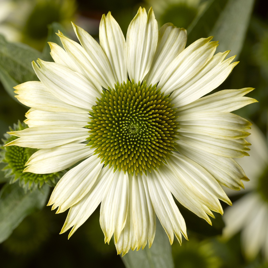 Echinacea purpurea 'Prairie Splendor Compact White'