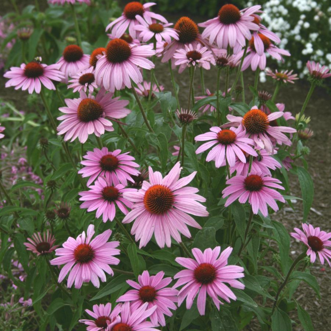 Echinacea purpurea 'Prairie Splendour'