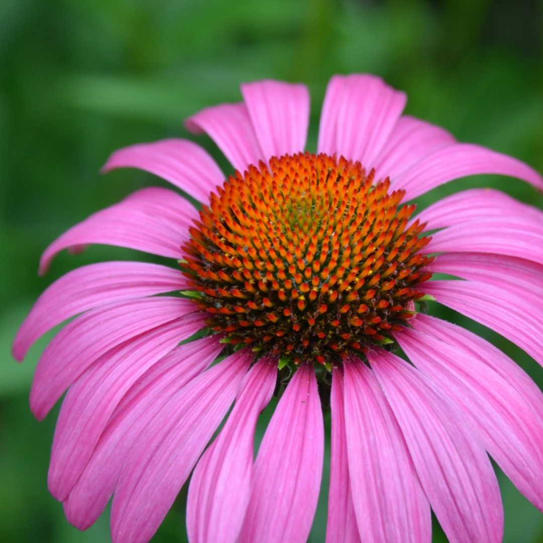 Echinacea purpurea 'Ruby Star'