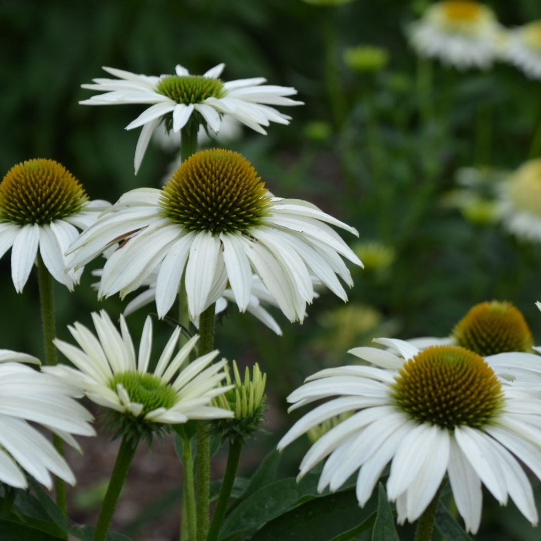 Echinacea purpurea 'White Swan'