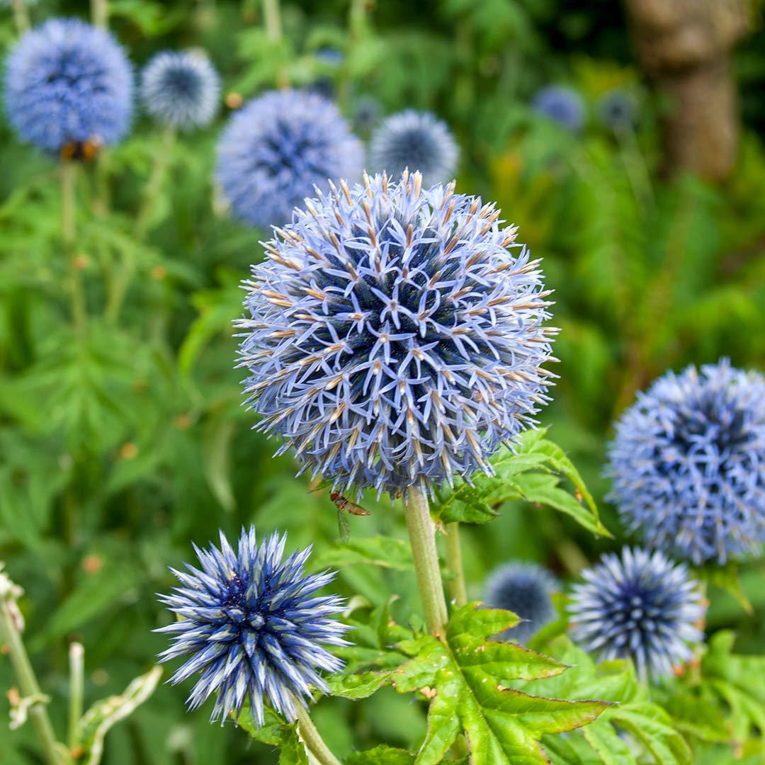 Echinops bannaticus 'Blue Glow'