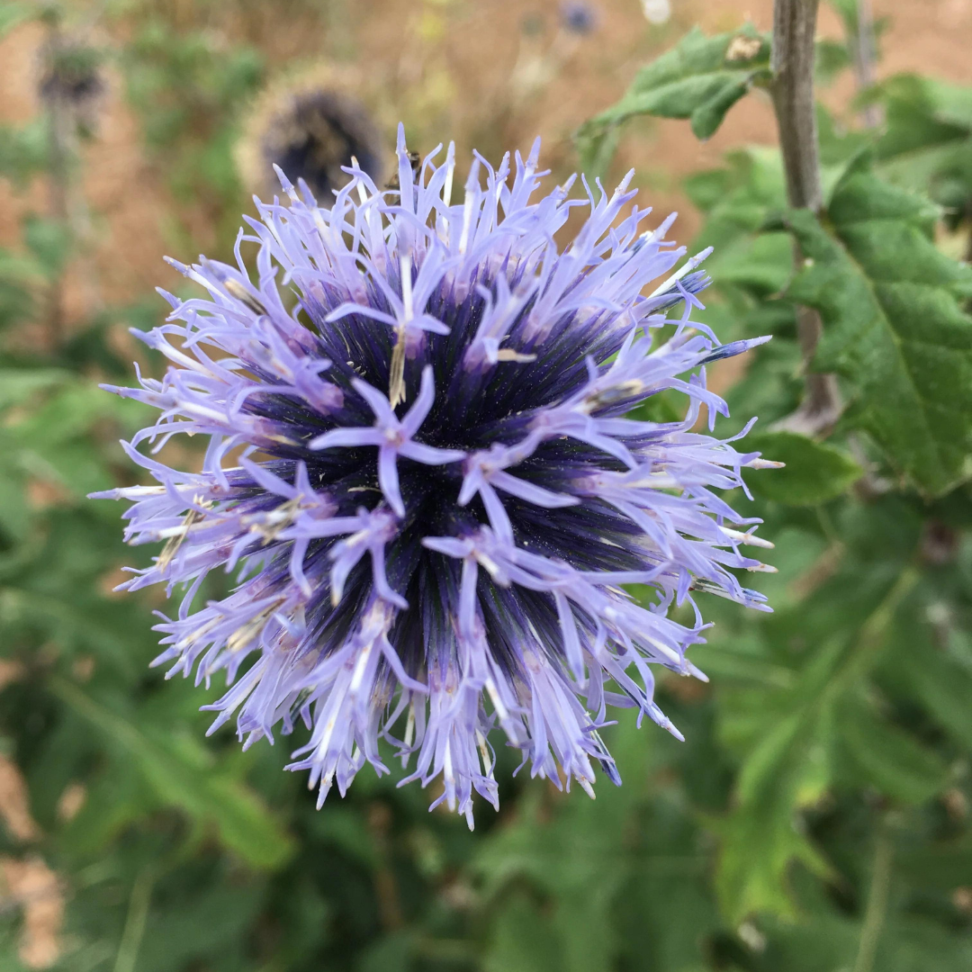 Echinops ritro