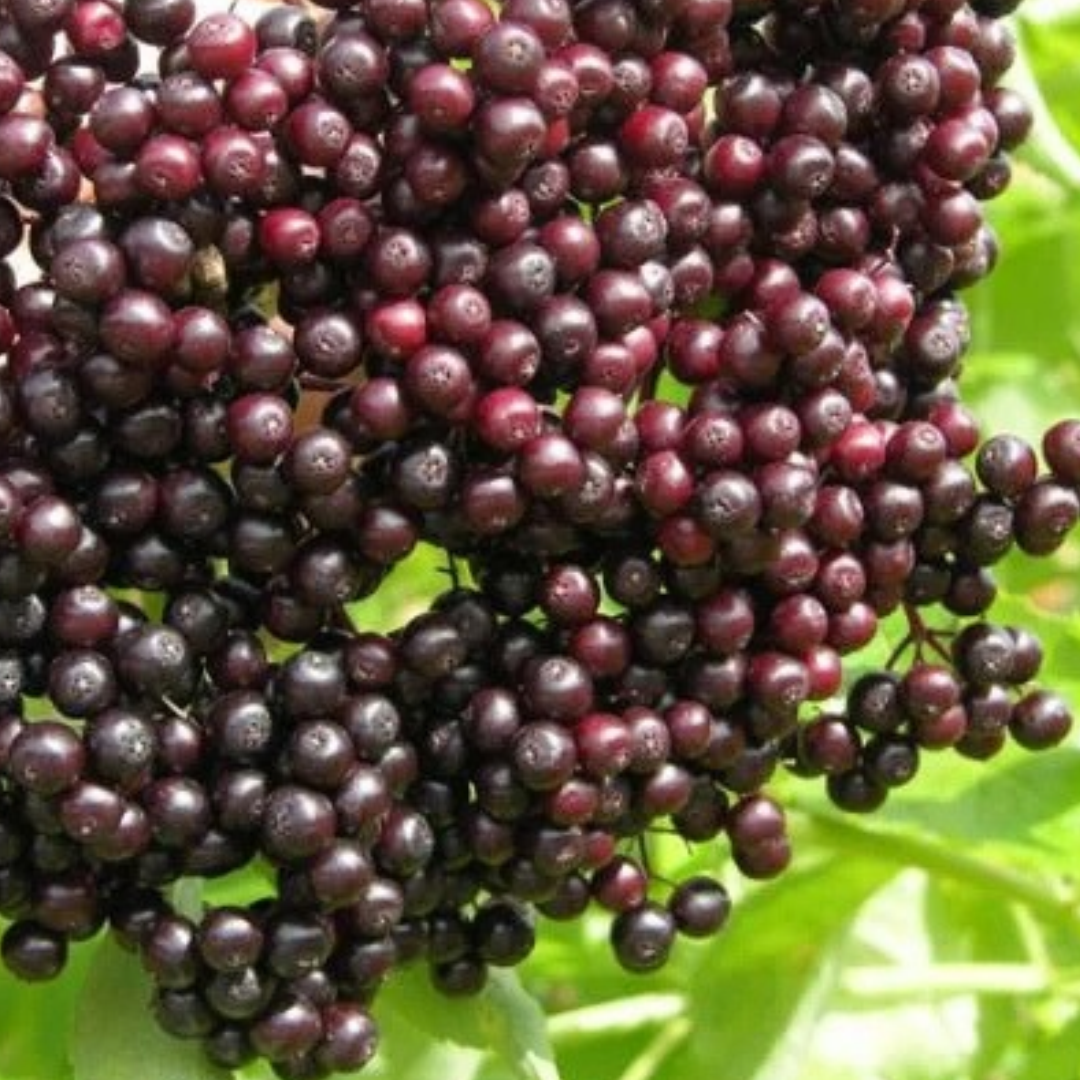Elderberry x 'Victoria'