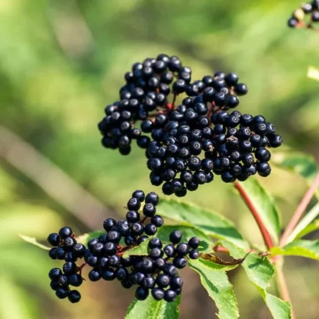 Elderberry x 'York'