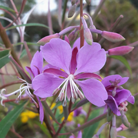 Epilobium angustifolium