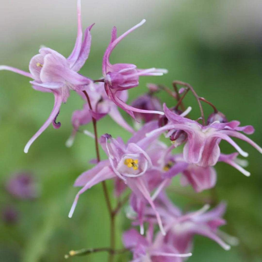 Epimedium grandiflorum 'Lilafee'