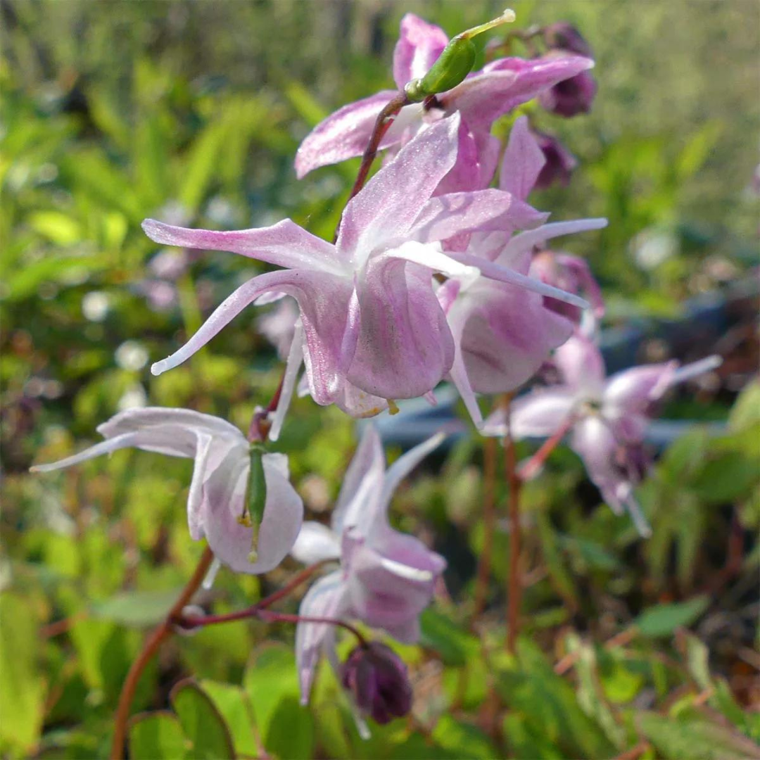 Epimedium grandiflorum 'Roseum'