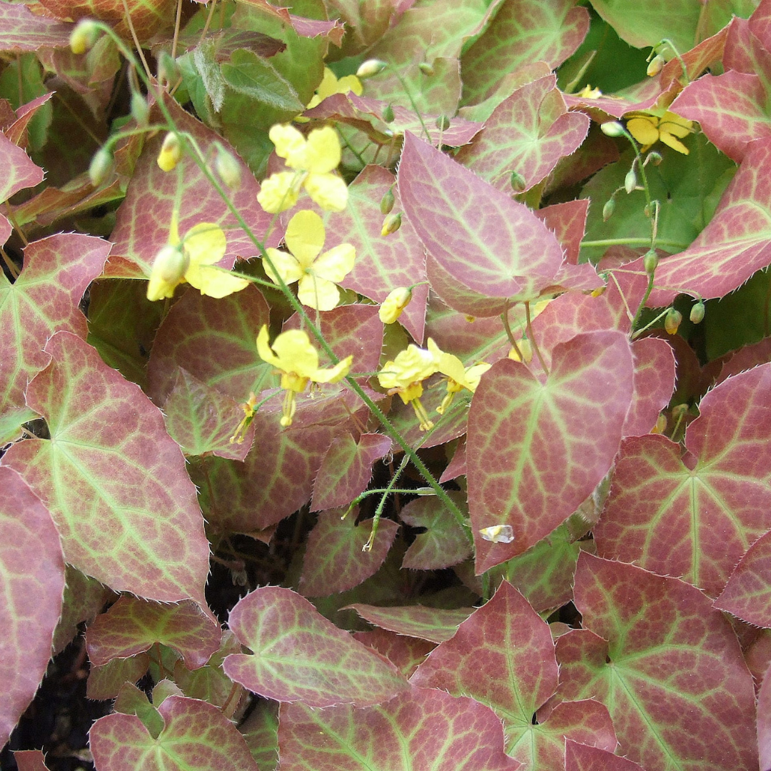 Epimedium perralchicum 'Frohnleiten'