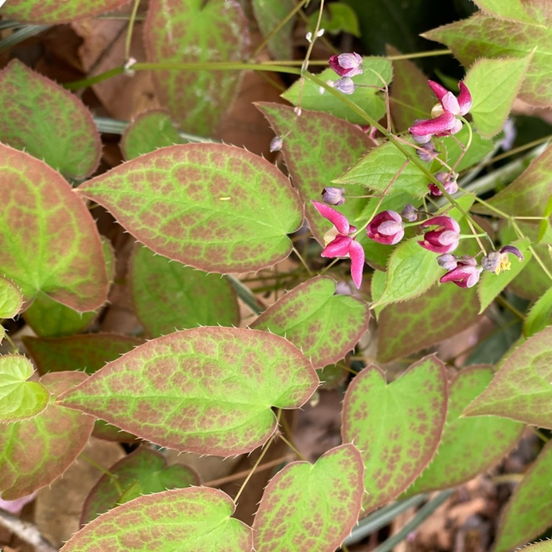 Epimedium rubrum