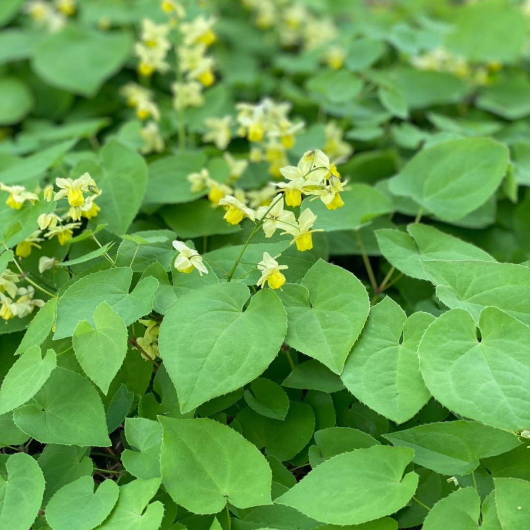 Epimedium versicolor 'Sulphureum'