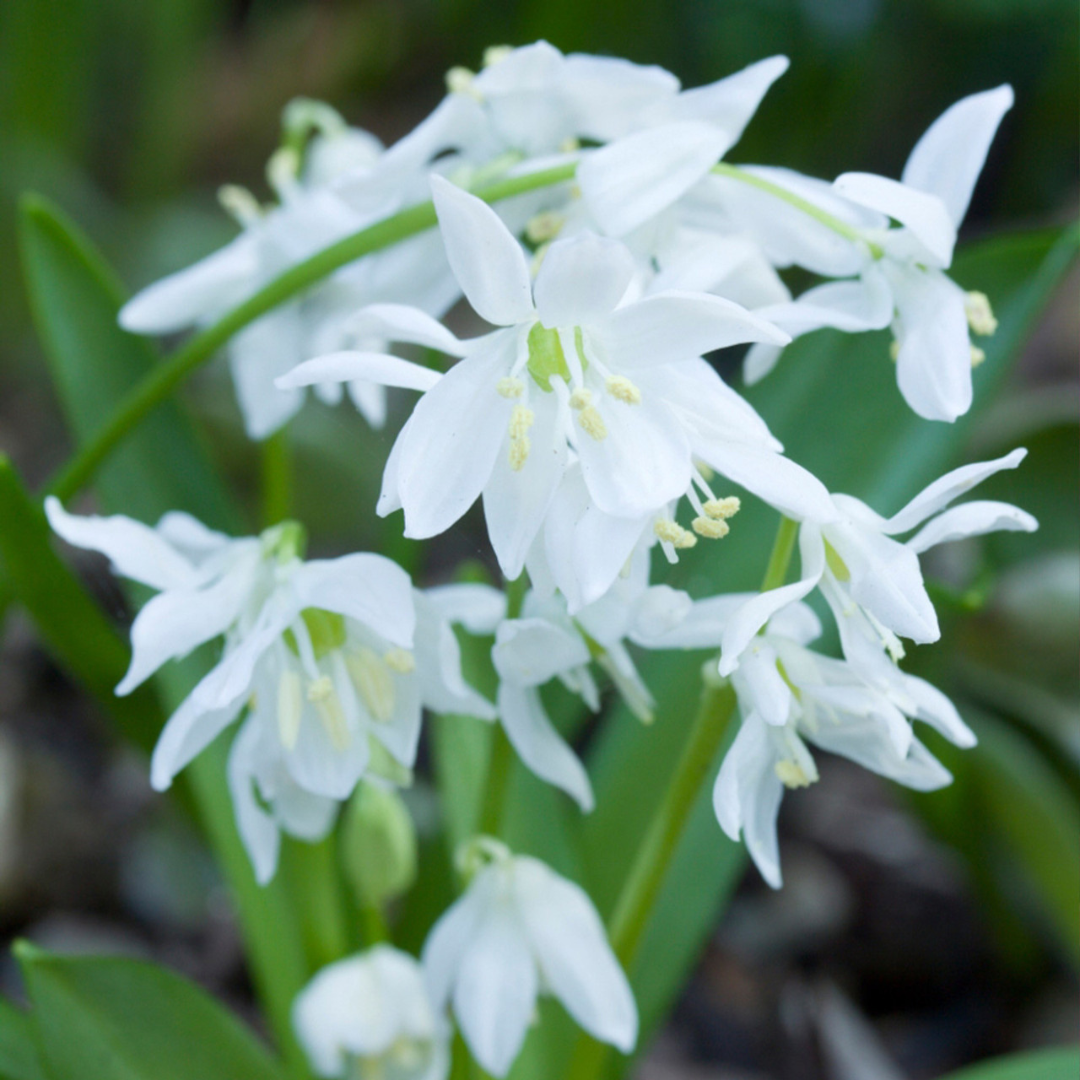 Epimedium youngianum 'Niveum'