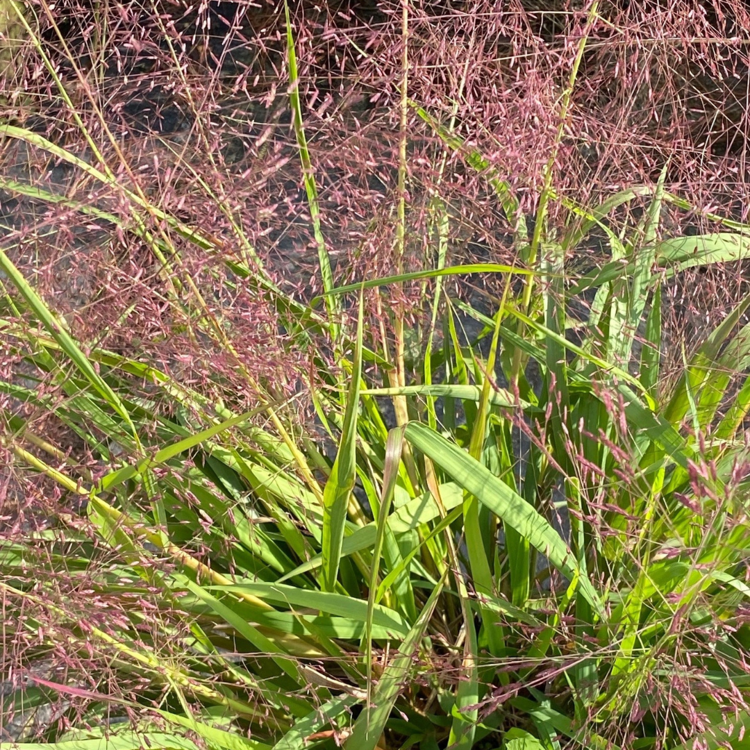 Eragrostis spectabilis 'Purple Love Grass'