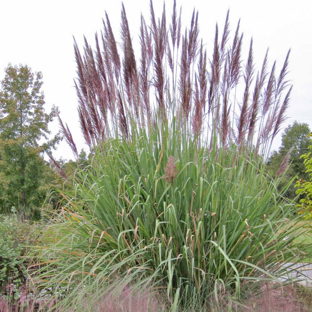 Ornamental Grass Seeds – Erianthus Ravennae (Packaged For 2025) By Pase Seeds
