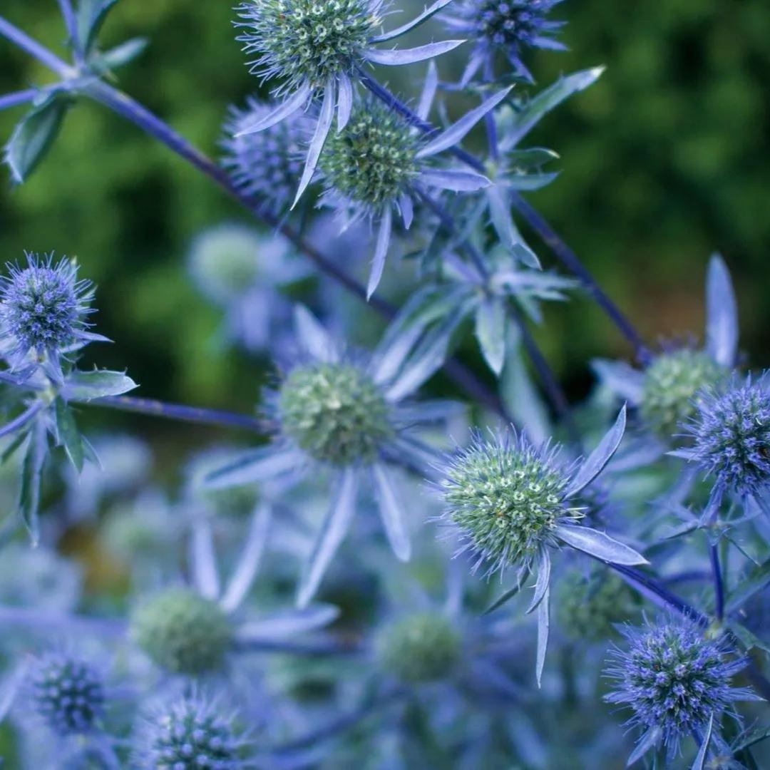 Eryngium planum 'Blue Cap'