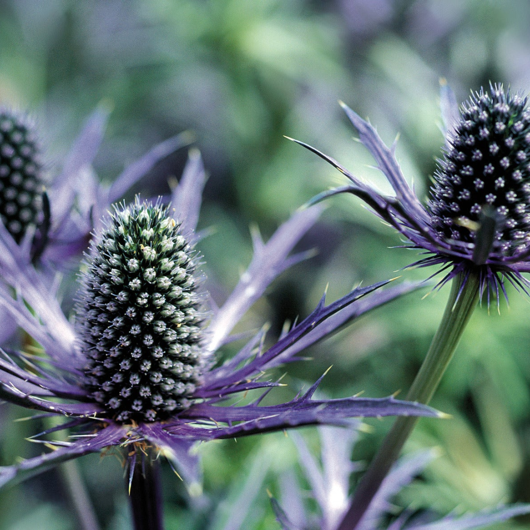 Eryngium planum 'Blue Glitter'