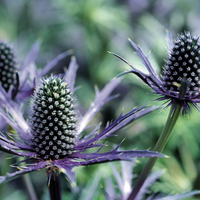 Eryngium 'Blue Glitter'
