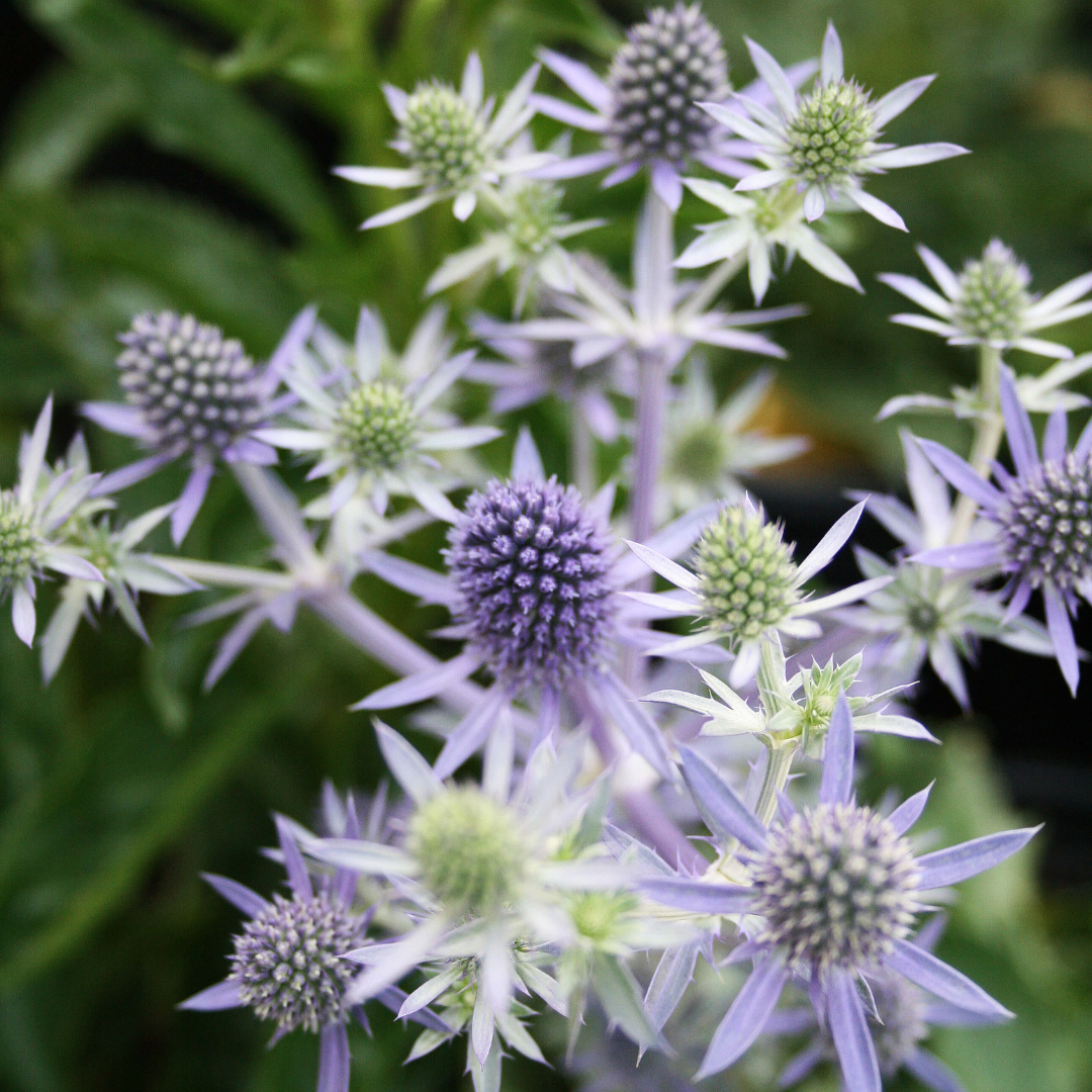 Eryngium planum 'Blue Hobbit'