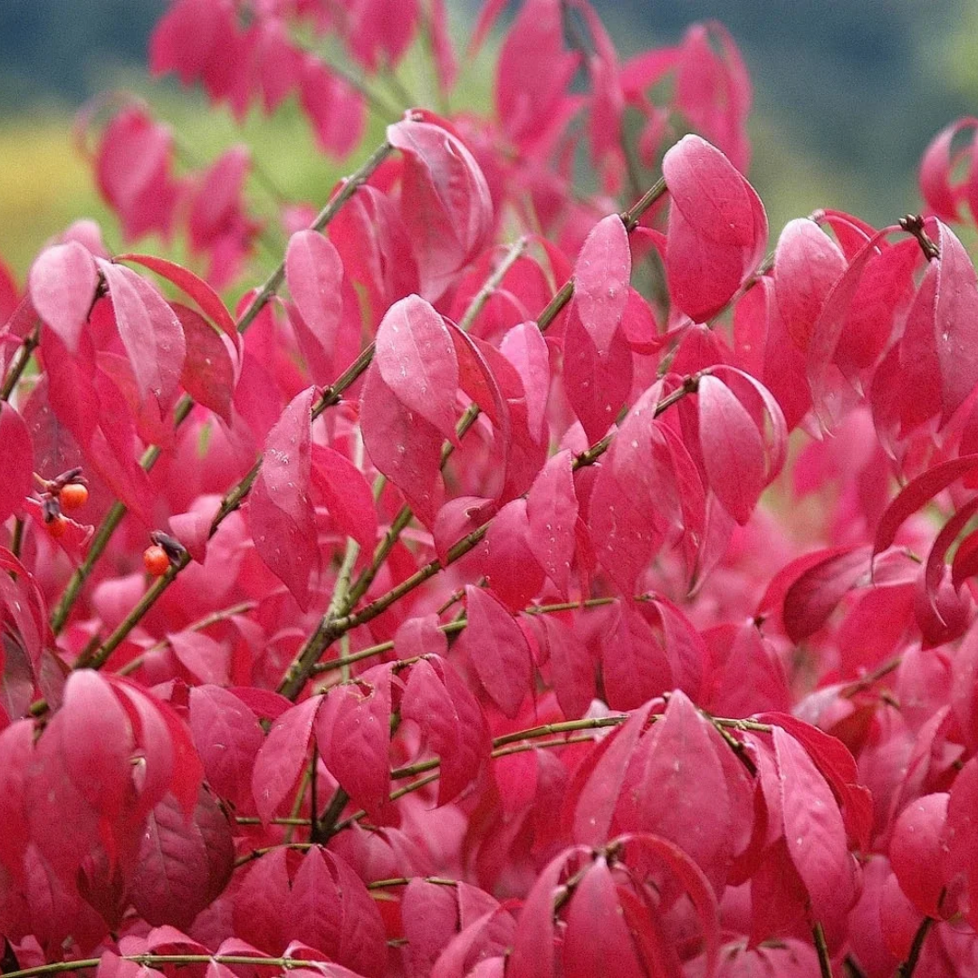 Euonymus alatus