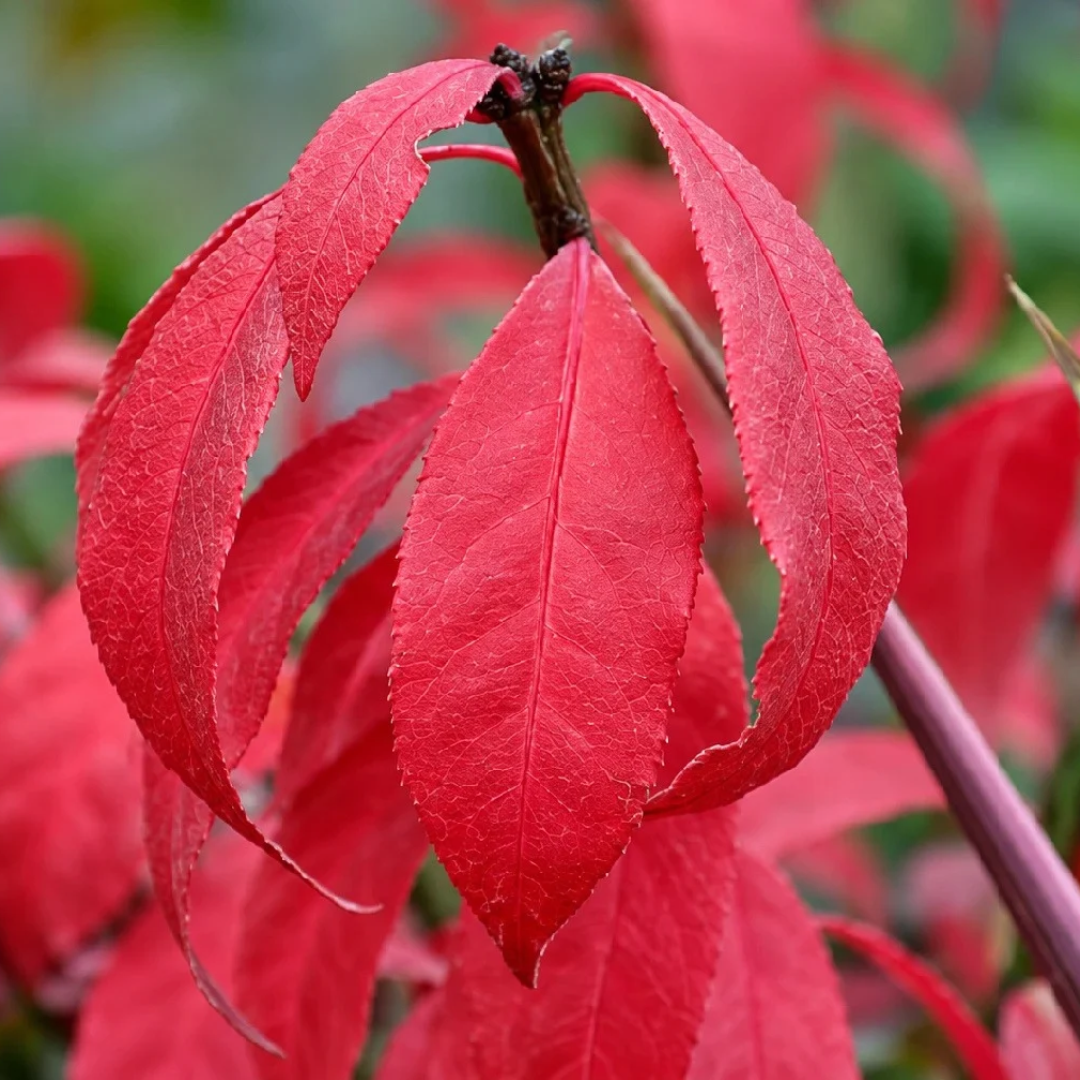 Euonymus alatus Little Moses
