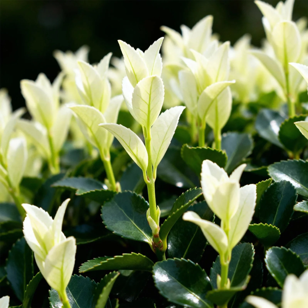 Euonymus japonicus Paloma Blanca