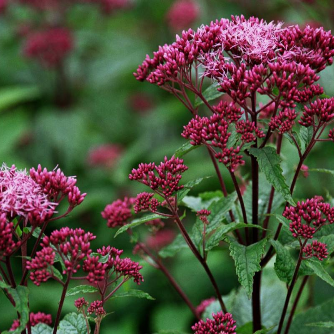 Eupatorium dubium 'Baby Joe'