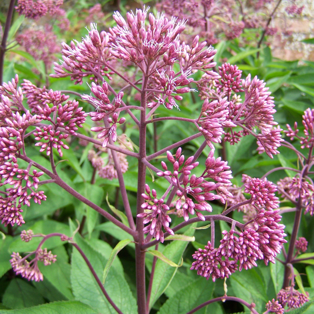 Eupatorium maculatum 'Atropurpurea'