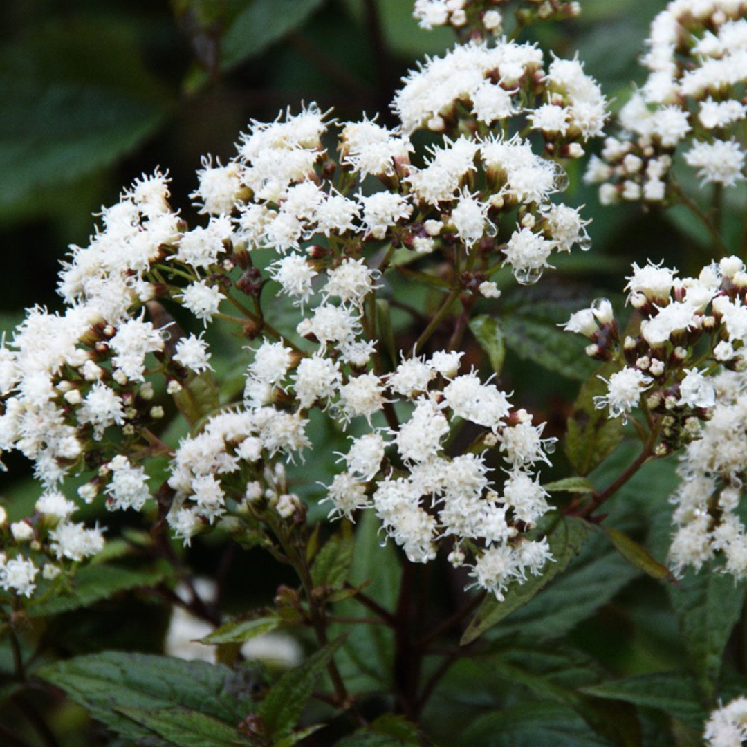 Eupatorium rugosum 'Chocolate'