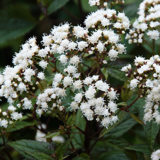 Eupatorium 'Chocolate'