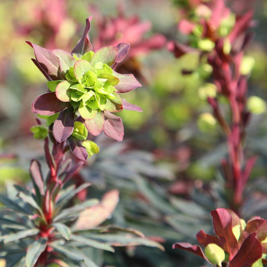 Euphorbia amygdaloides purpurea