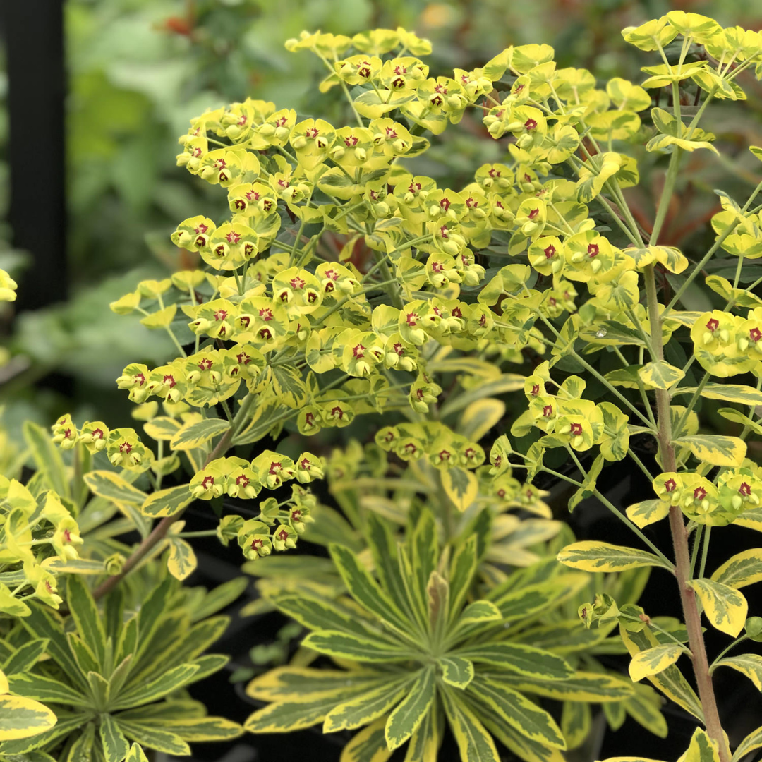 Euphorbia martinii 'Ascot Rainbow'