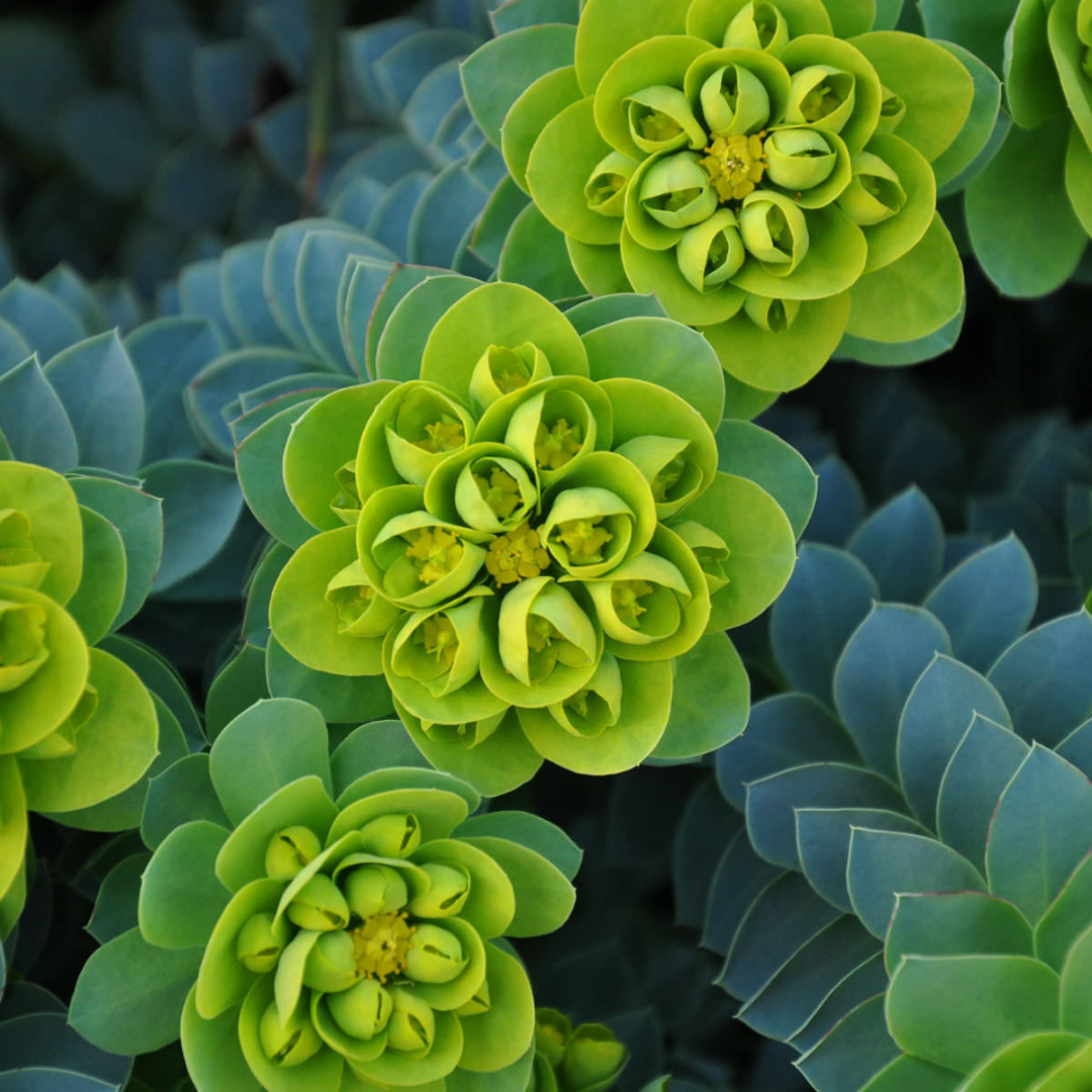 Euphorbia myrsinites 'Donkey Tail'