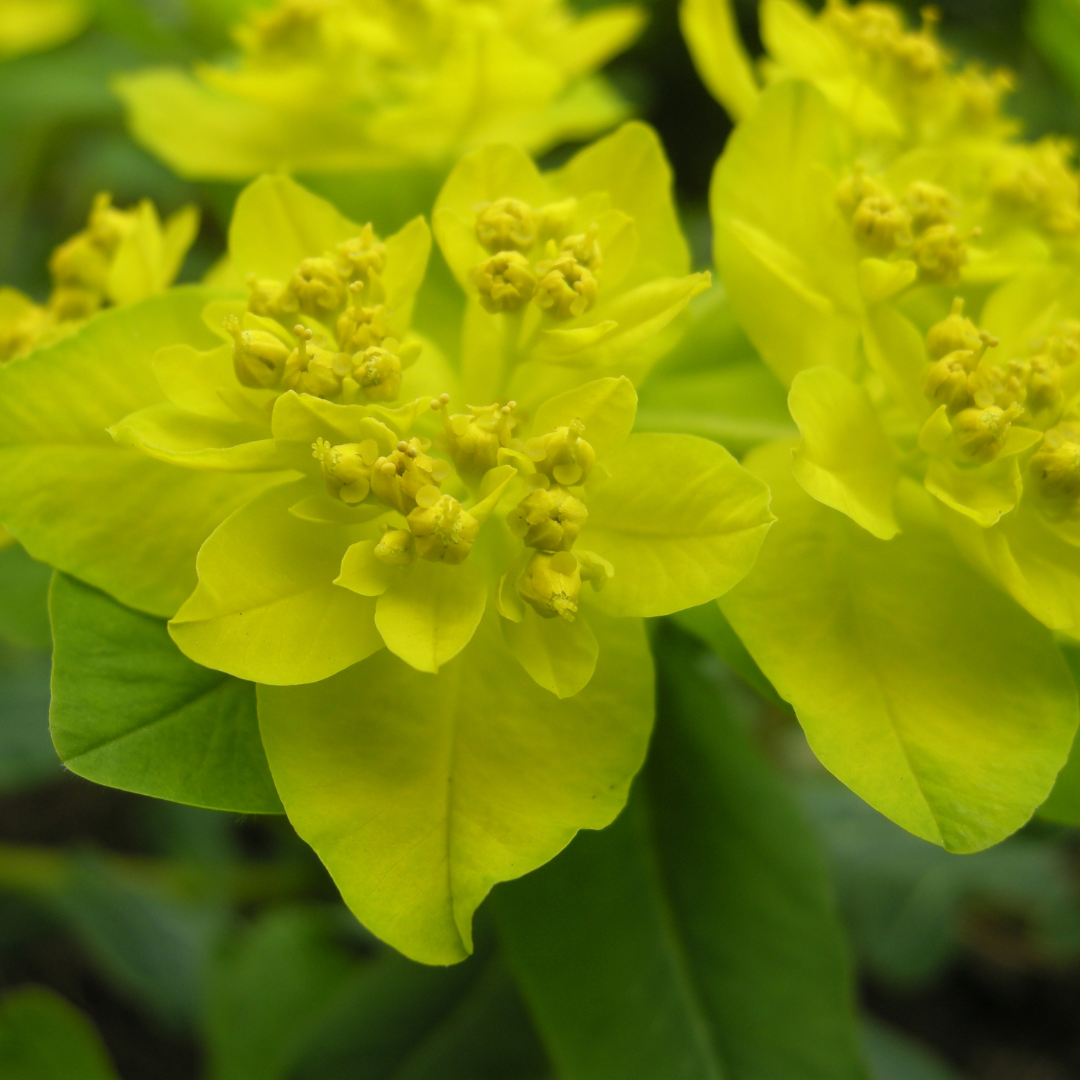 Euphorbia polychroma