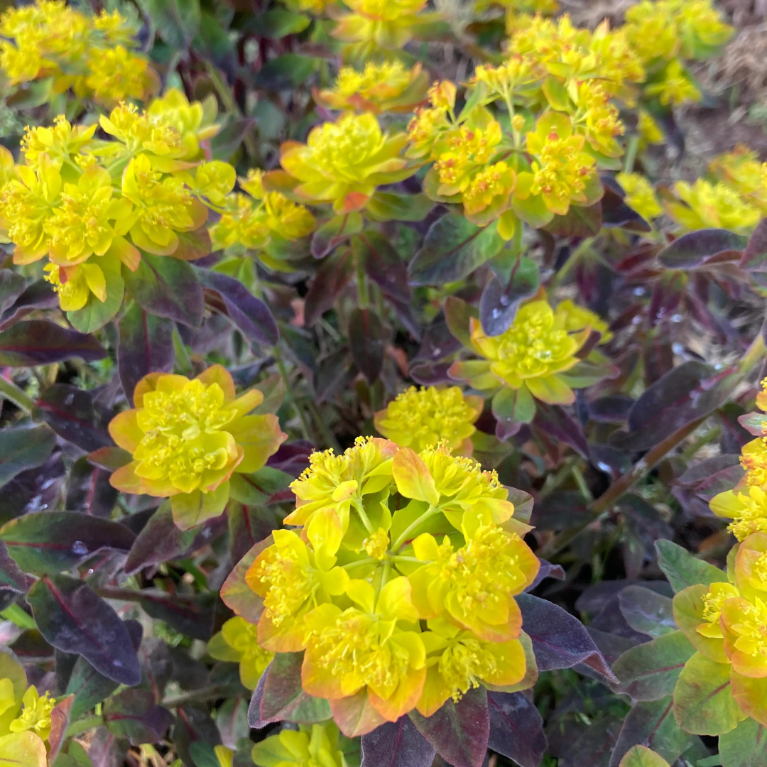 Euphorbia polychroma 'Bon Fire'