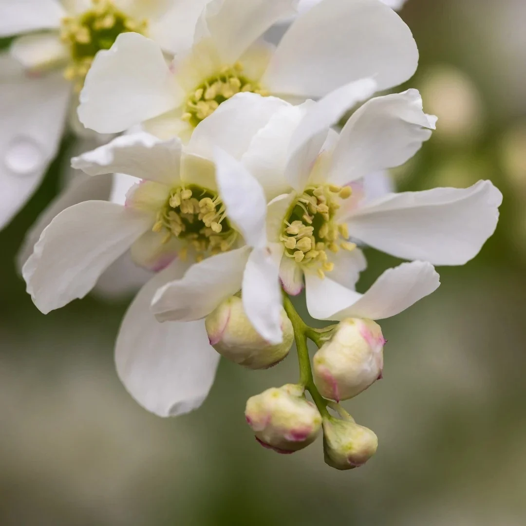 Exochorda x macrantha Lotus Moon™