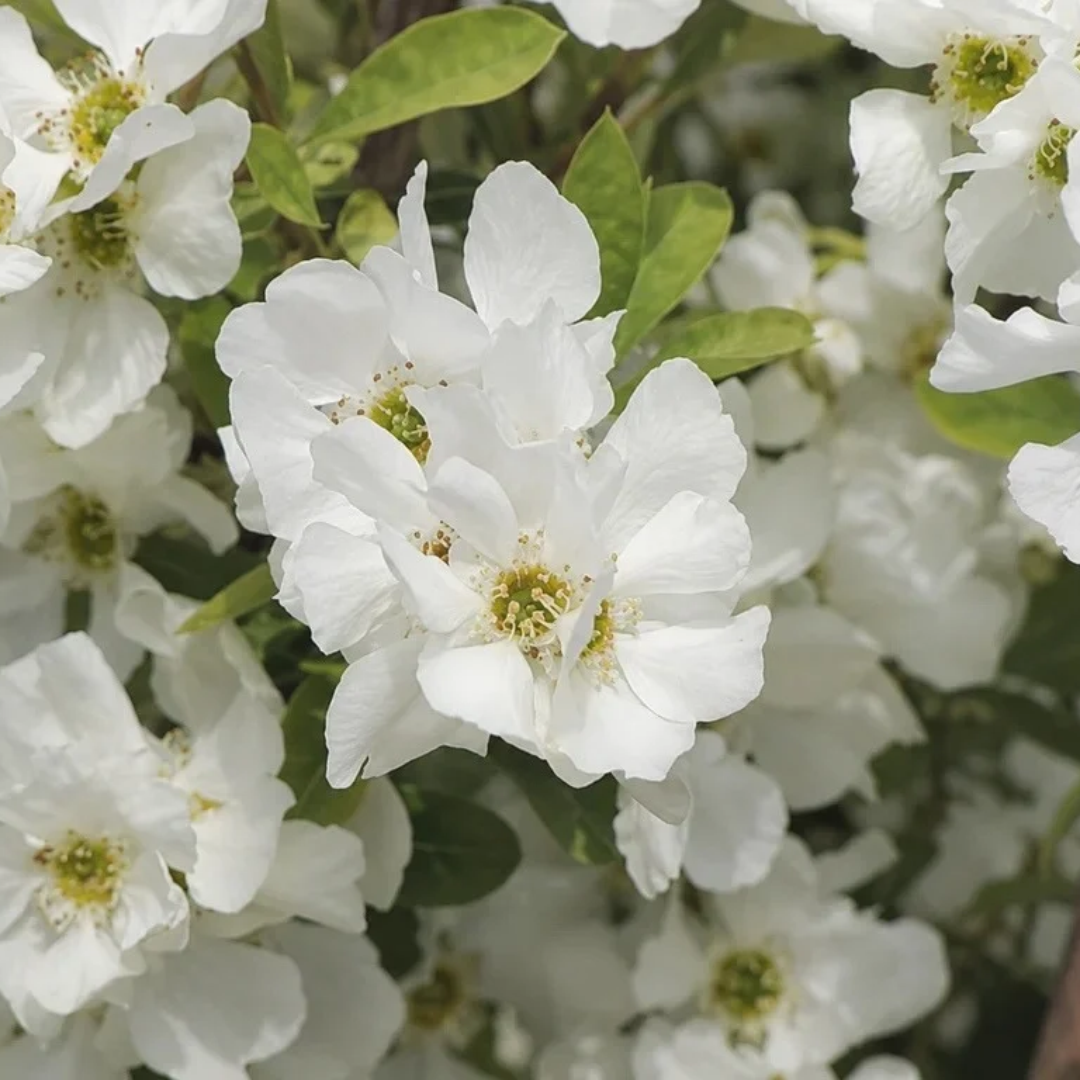 Exochorda x racemosa 'Snow Mountain'