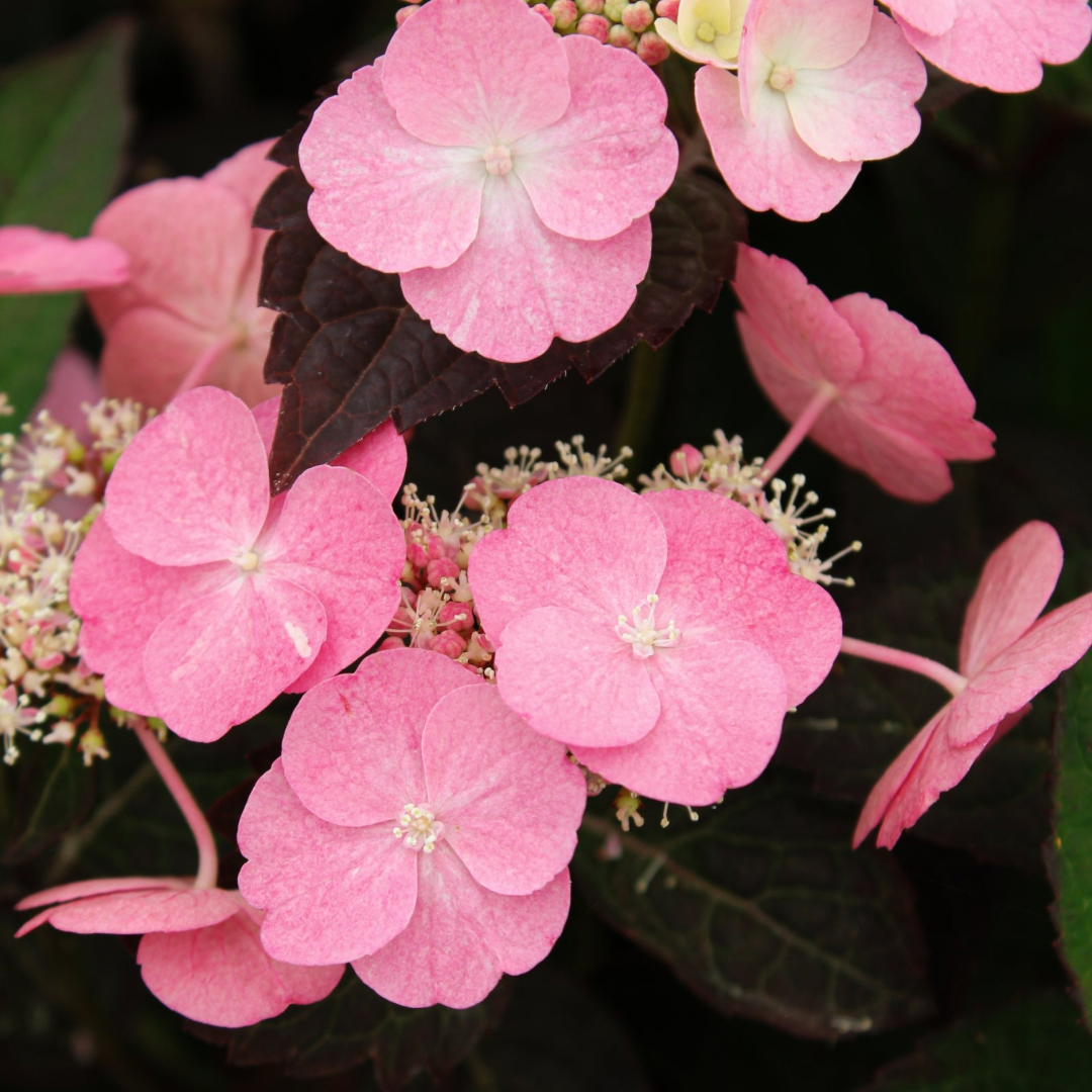Hydrangea serrata Pink Dynamo™