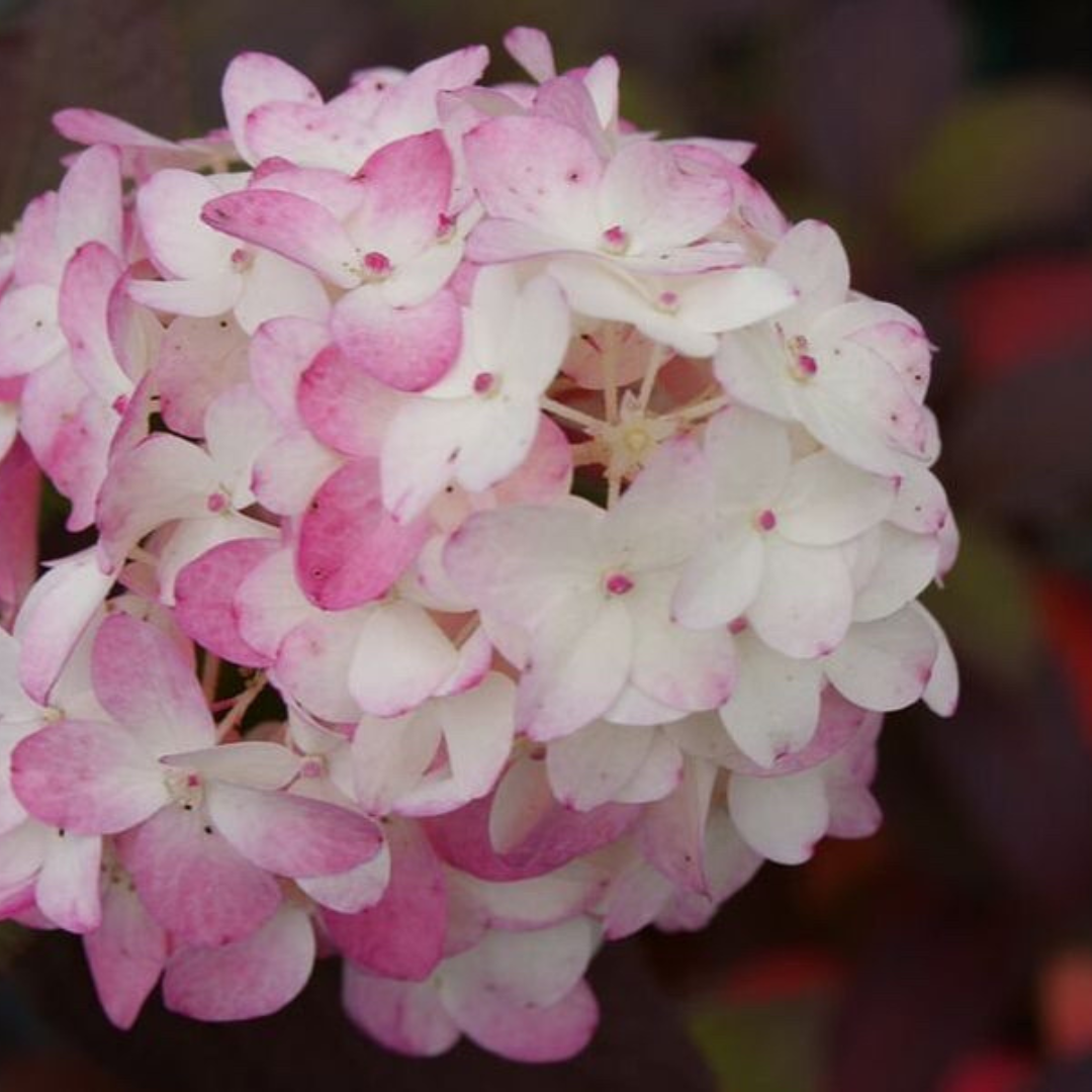 Hydrangea paniculata Fire Light Tidbit®