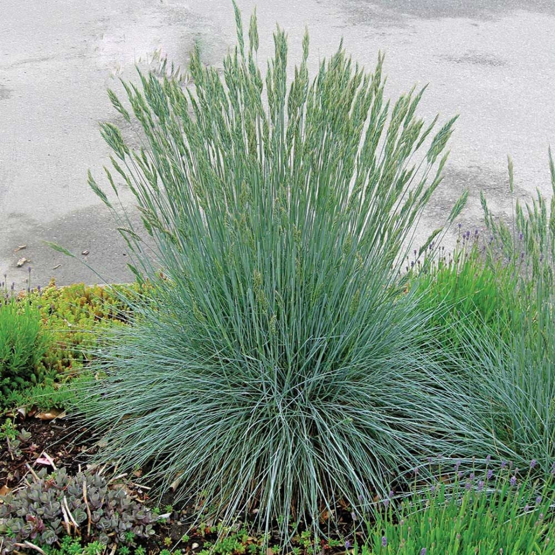 Festuca glauca 'Beyond Blue'