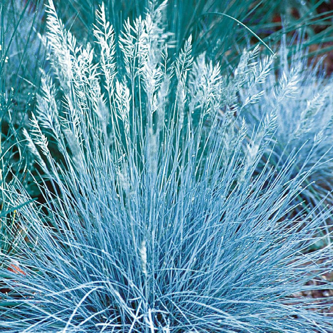 Festuca glauca 'Blue Select'