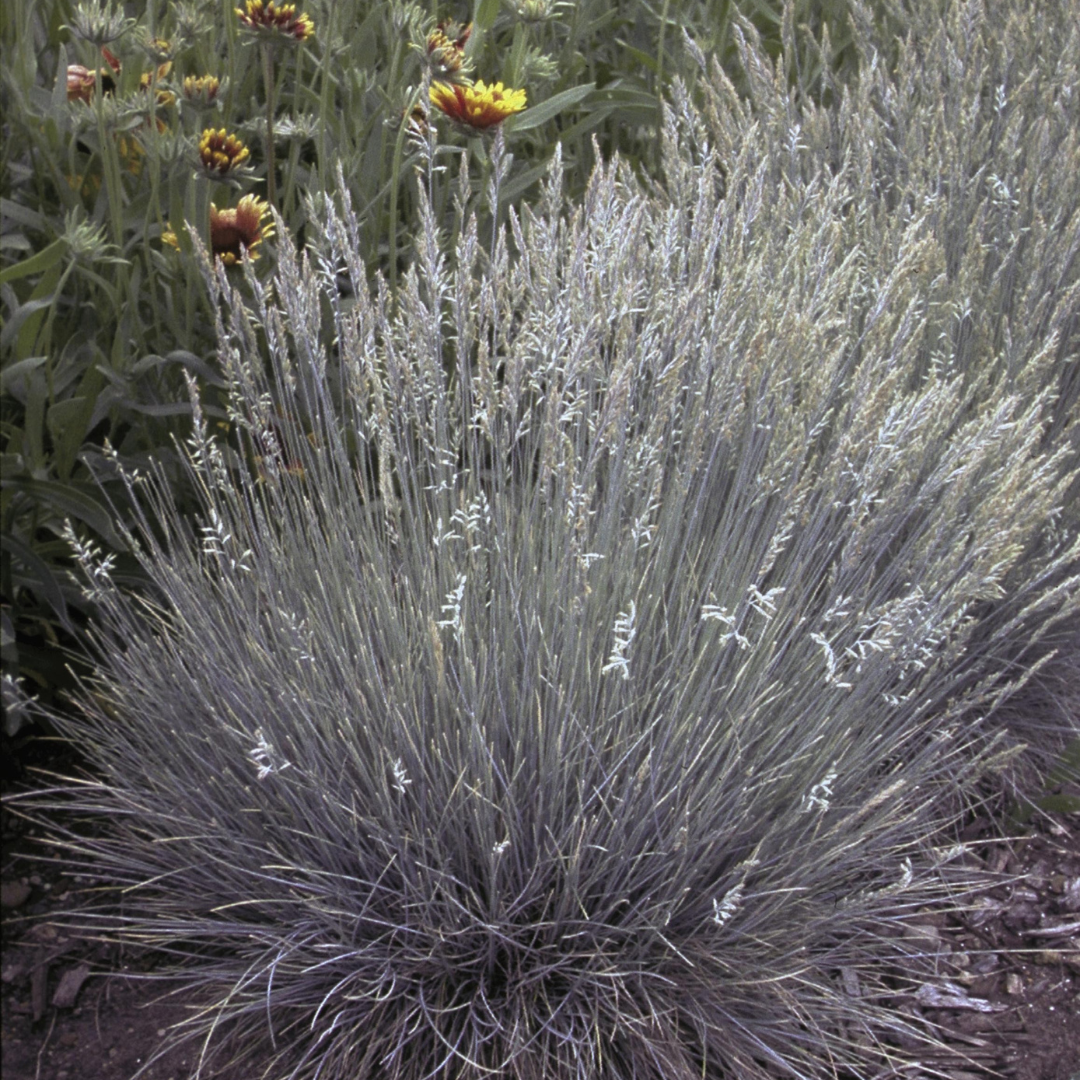 Festuca glauca 'Boulder Blue'