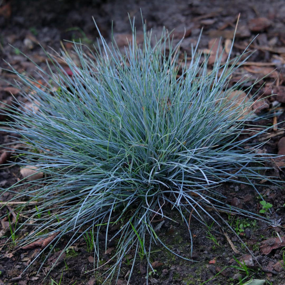 Festuca glauca 'Buddy Blue'