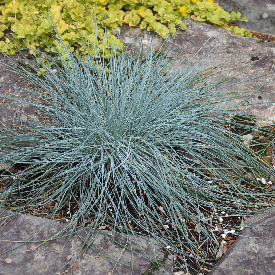 Festuca glauca 'Cool As Ice'