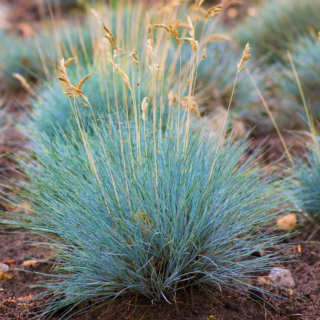 Festuca glauca 'Elijah Blue'