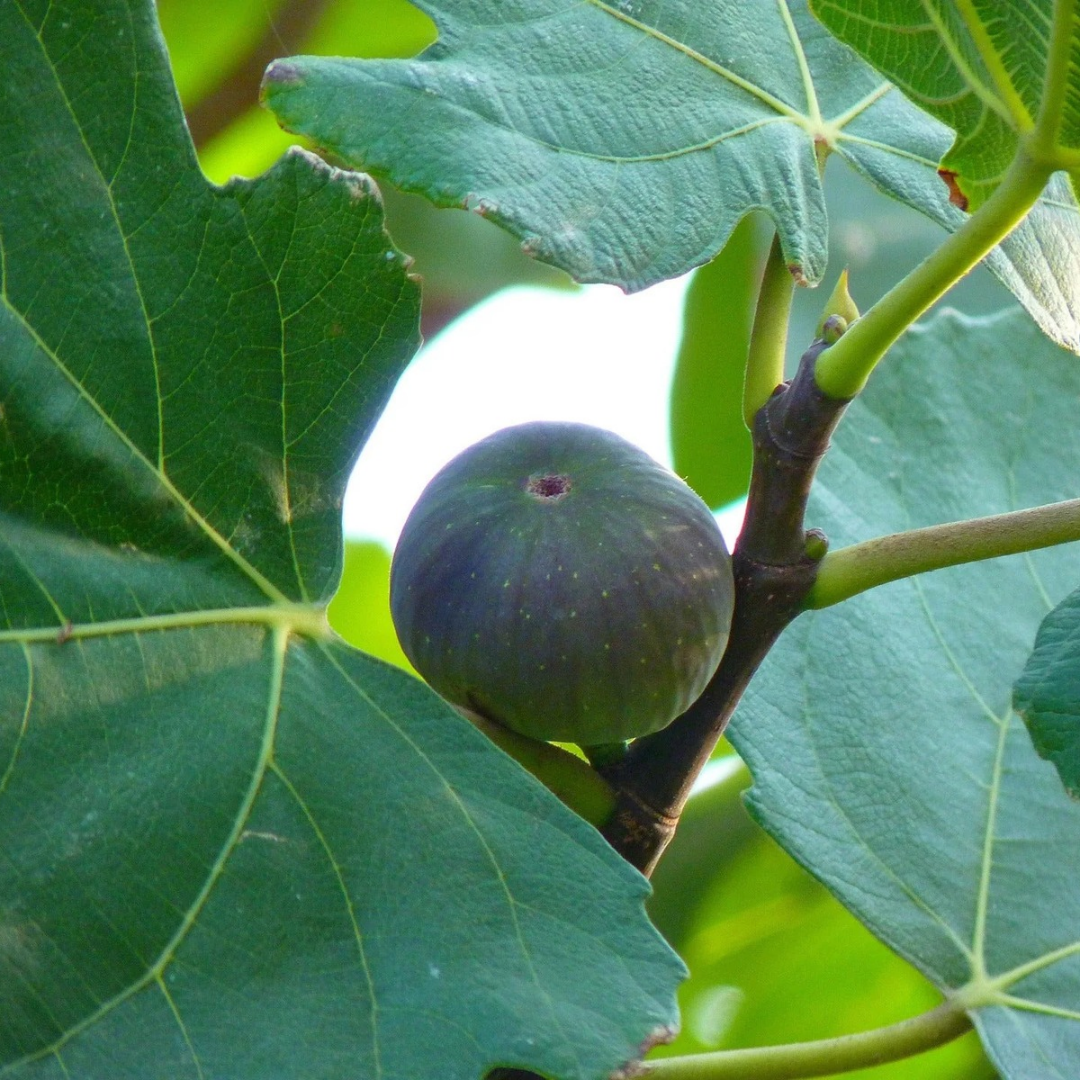 Ficus carica 'Chicago Hardy'