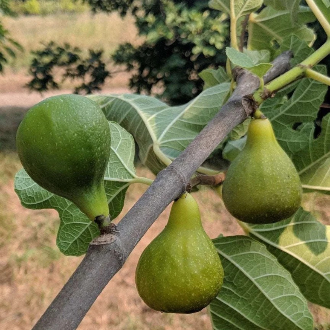 Ficus carica 'Desert King'