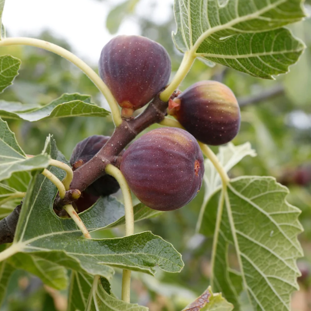 Ficus carica 'Little Ruby'