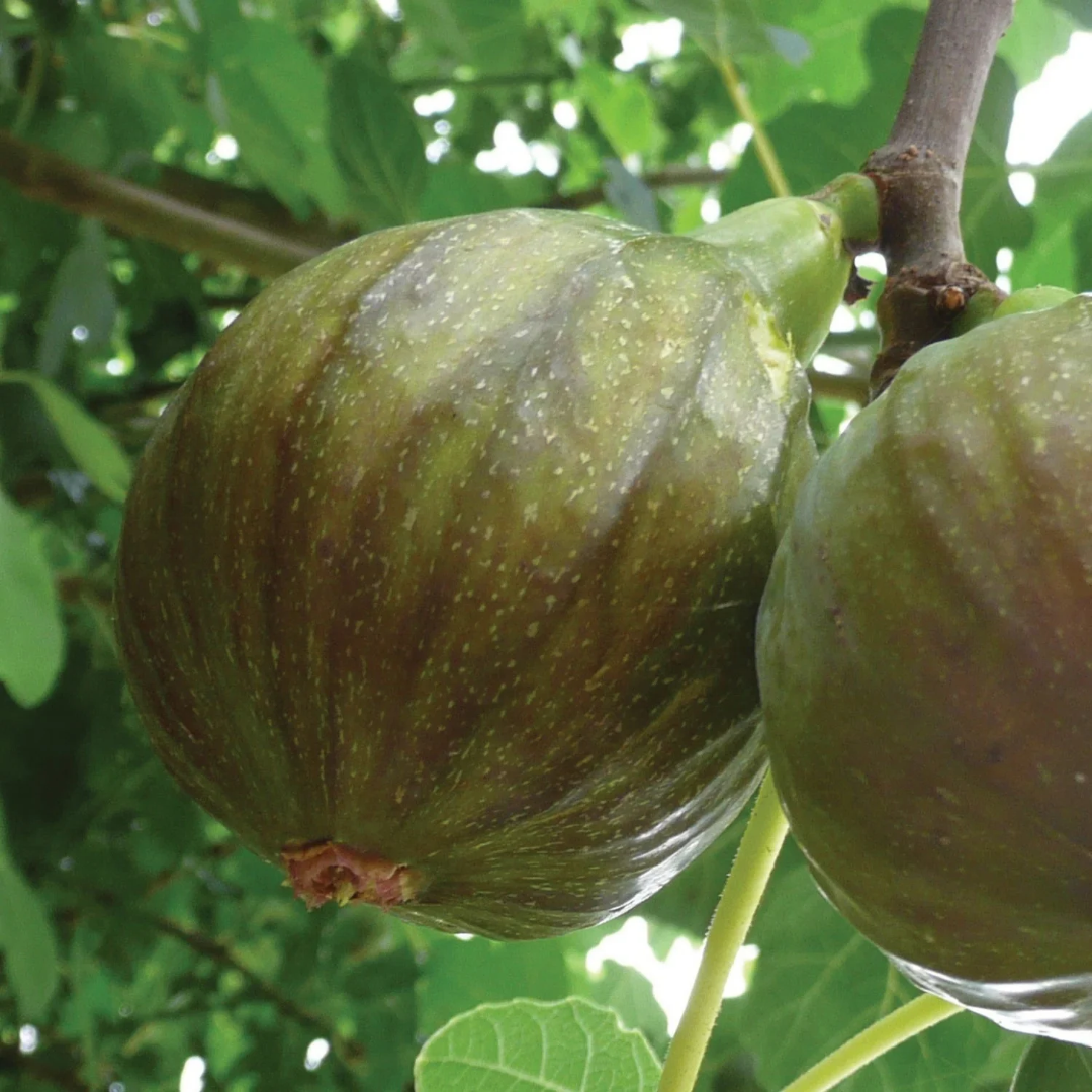 Ficus carica 'Olympian'